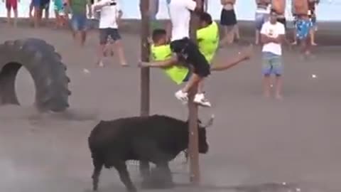 funny cow in sea beach