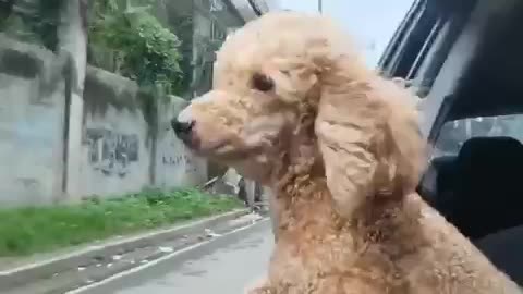 #fluppy - Dog is enjoying riding in the car and he loves sitting near in the car window