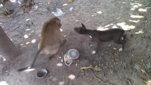 Monkey_vs_dog_real_fight_|_funny_dog_vs_monkey_video_l_funny_video_l_comedy_videos