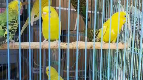 yellow parrot and green parrot