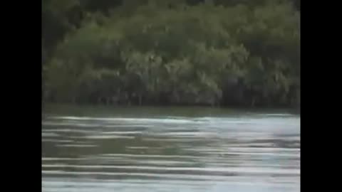 4 SEA SERPENT CAUGHT ON CAMERA