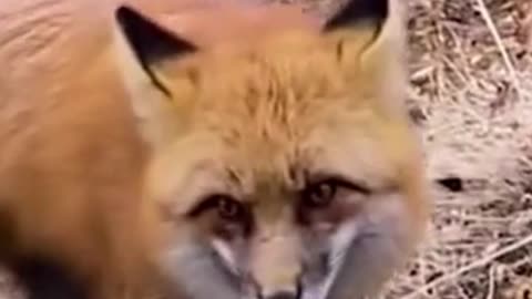 Man Playing Banjo For A Wild Fox || Foxy Love Banjo #fox