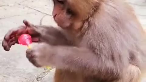 Baby monkey fist trying lolipop candy