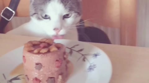 The cute cat is celebrating its first birthday