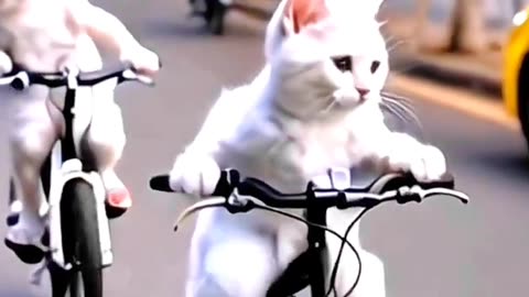 Cat bike race 🤩