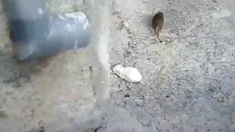 Funny Cat And Rat 😻 Mouse And Cat Friends - Real Life