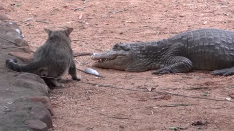 Cat vs crocodile