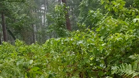 Tropical Storm Beryl in Sam Houston National Forest 7/8/24