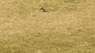 Lonely Wagtail