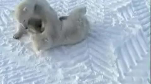 cutest polar bear fighting