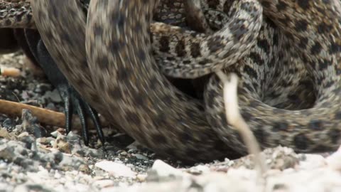 Iguana chased by killer snakes / Planet Earth - BBC