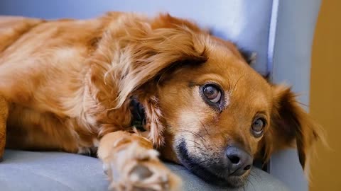 Cute brown dog is waiting for breakfast