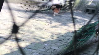 Peacock spread its tail