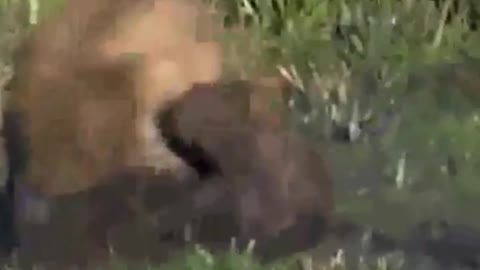 Two male lions patrolling the territory, hunting a spotted hyena together