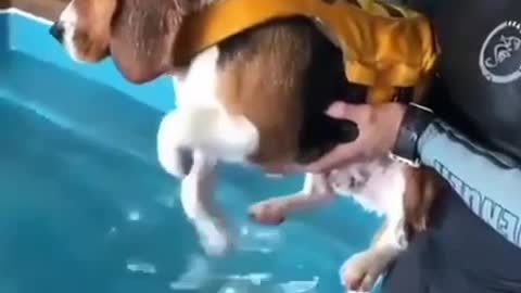 DOG VERY EXCITING FOR SWIMMING POOL FUNNY VIDEOS