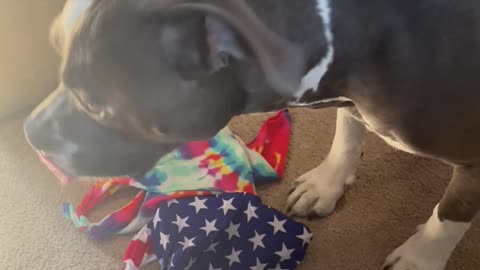 Pitbull Picks His Bandana