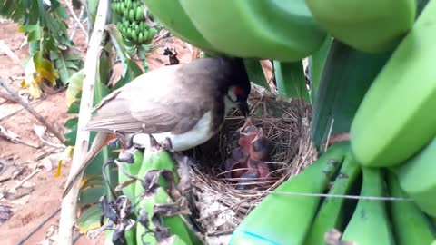 Baby bird Goes SUPER CRAZY after Eating OVER-SIZED GRAPES