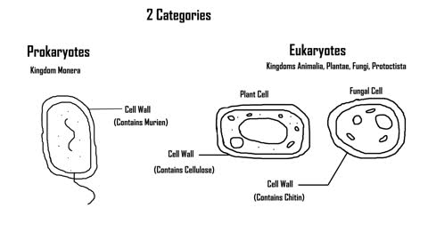 Prokaryotes and Eukaryotes: Brief explanation of differences