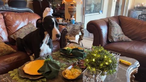 Polite Great Dane Sits Like Humans For Steak Dinner Treats