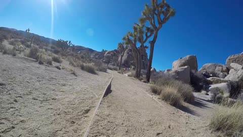 Joshua Tree Park-Ranger