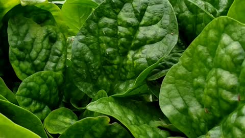 5 Healthy Leafy Greens under 15 Seconds