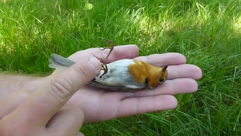 Bird play dead