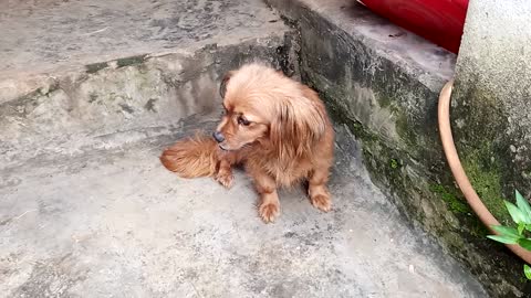 A beautiful, dwarf ornamental dog.