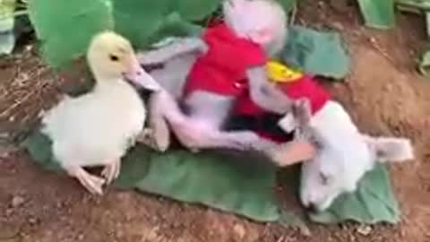 little duck, little monkey, and little dog friendship. 😍😍😍 so cutee😍