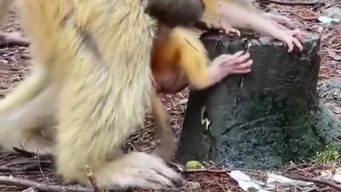 Mom teaching baby to walk🐵🙈