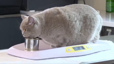 A 4-year-old cat, who became obese due to irregular eating habits and inactivity,