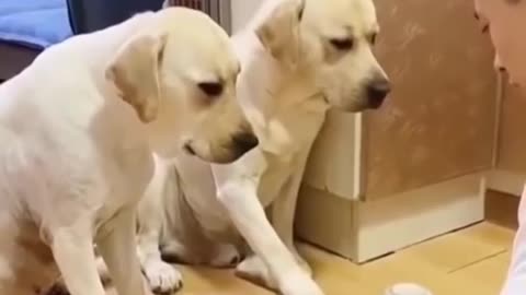 funny white dogs playing with its owner