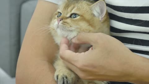 Cat owner playing with her tabby kitten