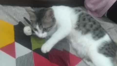 My little kitten playing