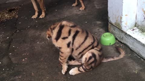 the dog has tiger fur