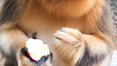 Golden monkey eats apple