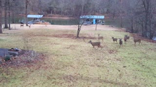 Deer herd chasing a housecat