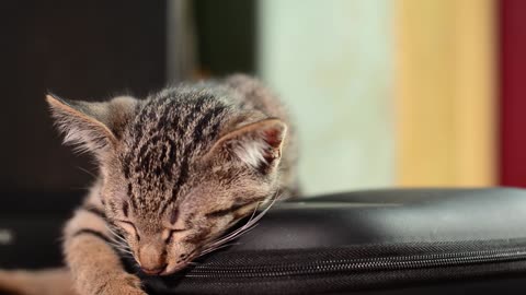 Sleeping cat in my house