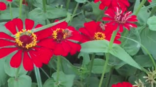 beautiful flowers for the hardworking bees