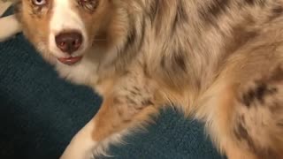 Australian Shepherd Makes Hilarious Alarm Clock