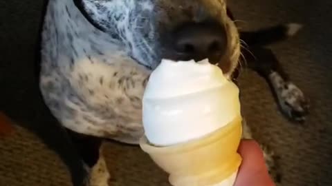 First time I saw a dog eat ice cream