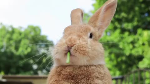 Rufus Rabbit eats a green grape next to orange pumpkins cute mouth