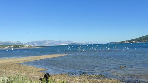 Seaguls flying away