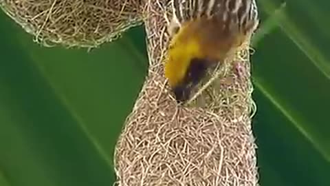 Smart bird video