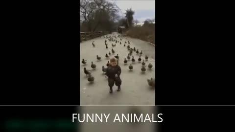 Funny animal video