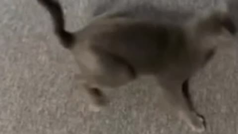 A cat dancing like Michael Jackson.