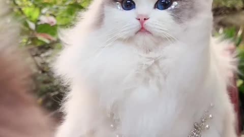 Cute cat 🐈