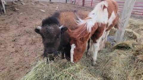 Bison baby and a colt are the best of friends.