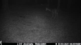 Great clip of two deer (does) getting a snack, 2 of 4, 3-3-21