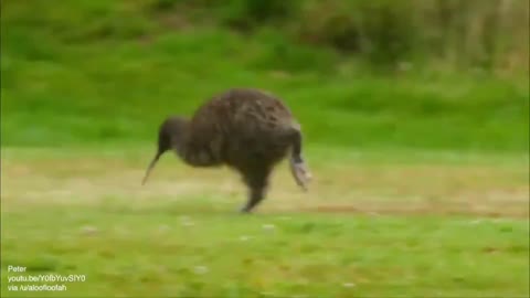 Kiwi