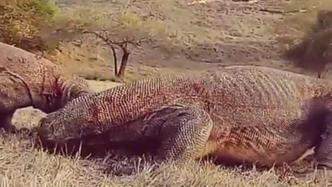 Komodo Dragons Fight On Rinca island-Indonesia.